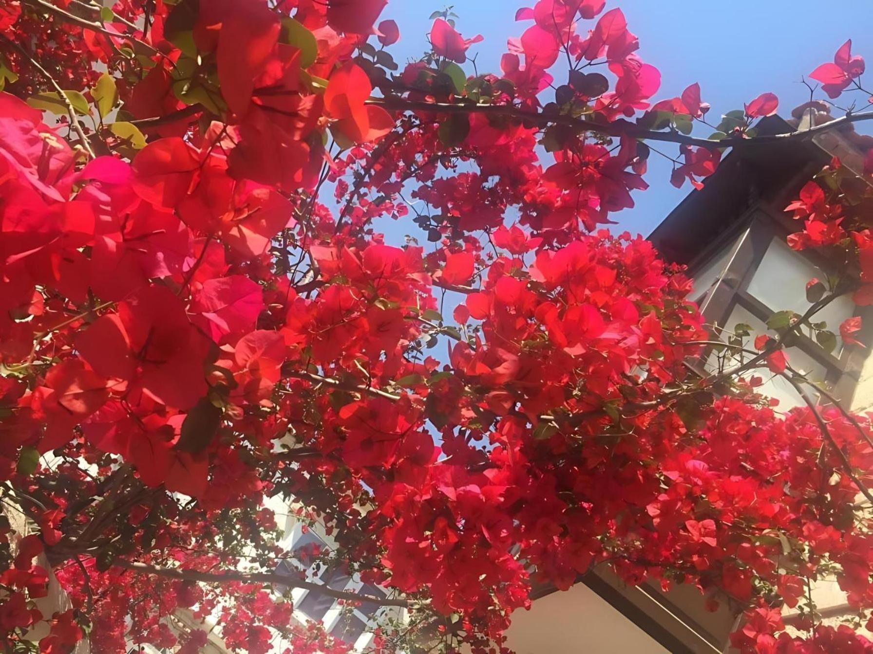 Alayaz Hotel Alacati Exterior foto